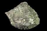 Pyrite Replaced Brachiopod (Paraspirifer) Fossil - Ohio #135570-1